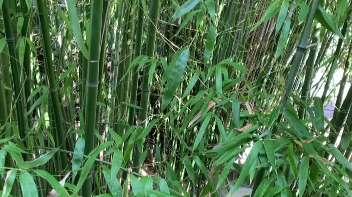 A bamboo grove