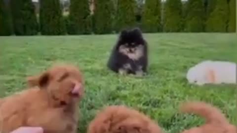 Dog training videos cuteness 😍