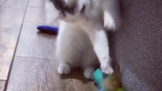 Cat loves her Toy