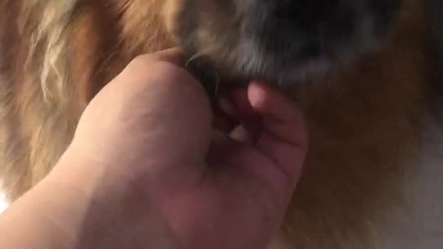 My family bought a lovely puppy