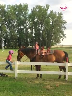 small child is looking for a way to get on a horse.