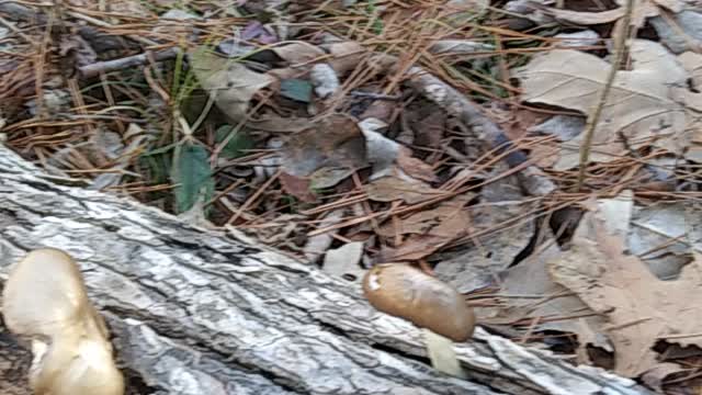 Fungi on pine log