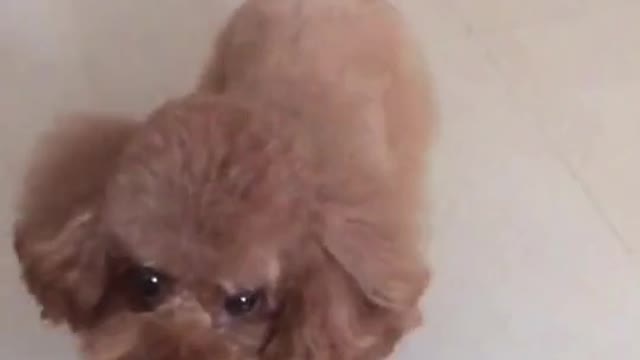 teddy puppy