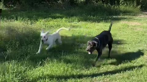 Puppies Under The Deck