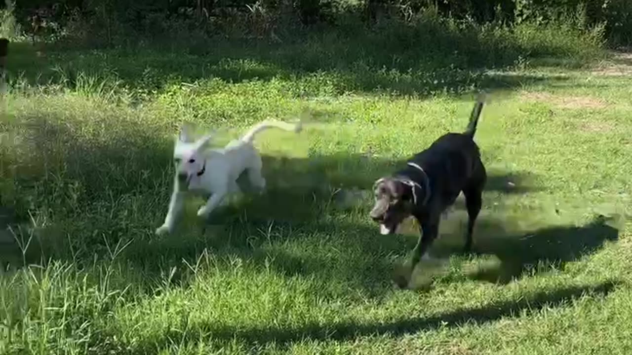 Puppies Under The Deck