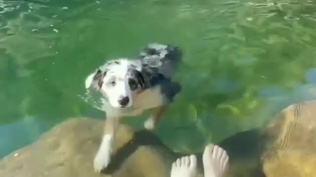 Baby dog swimming