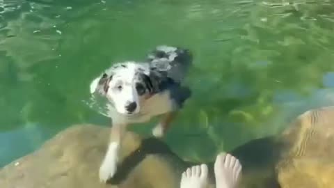 Baby dog swimming