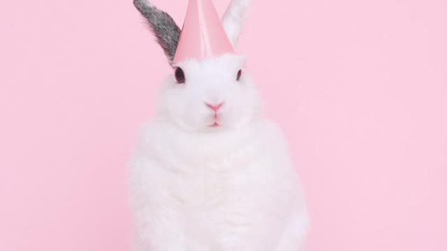 cute-bunny-wearing-a-party-hat