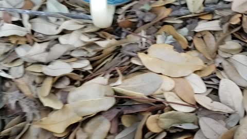 Trash Day