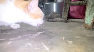 Cat Hunts Mice in Mumbai