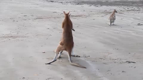 Kengaroo boxing fight