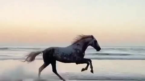 Sea Horse Running of the Edge of the Ocean