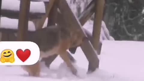 Snow playing dog