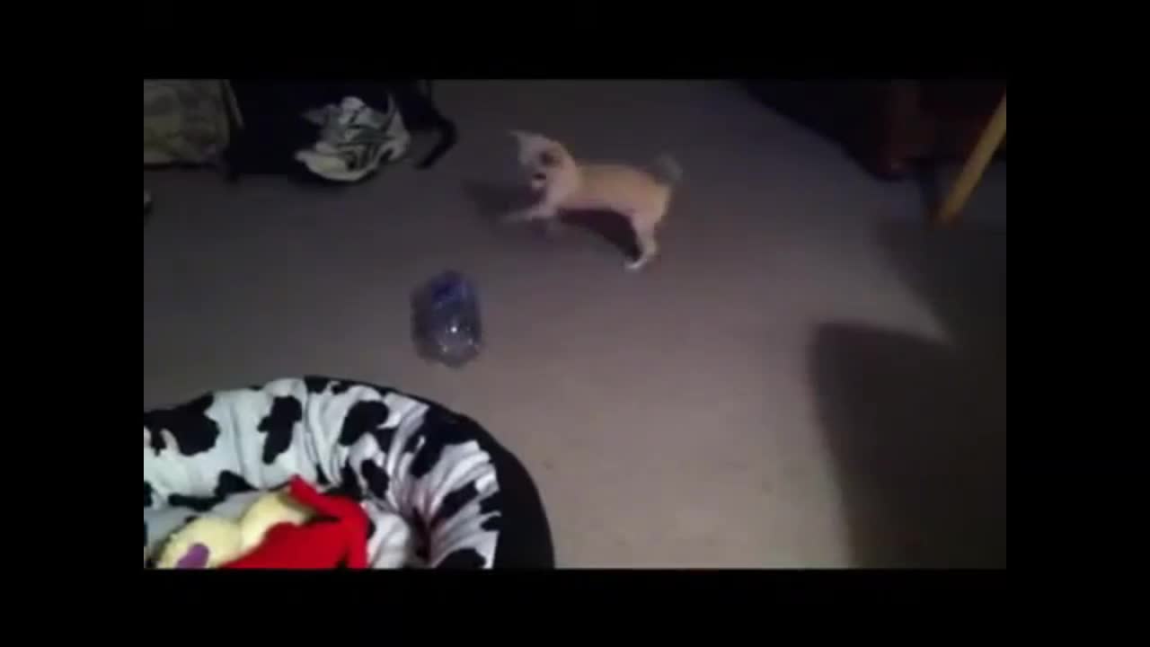 Puppy vs Bottle