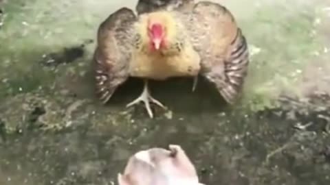 Dog attacked by chicken