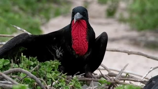 A black bird sitting on some branches, waiting