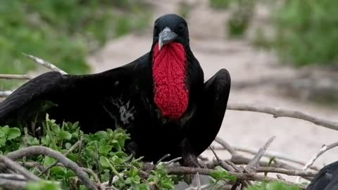 A black bird sitting on some branches, waiting