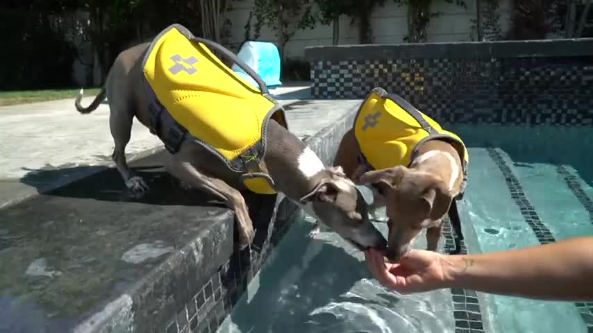 The Easiest Way To Teach Dogs To Swim