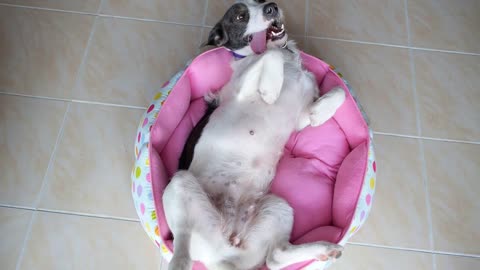 Funny Cute Dog Lying on Back and Resting