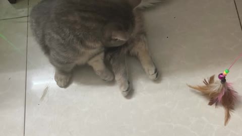 The cat is licking its cat