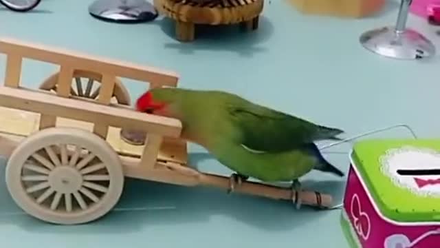 I hope to follow up with the most beautiful animals