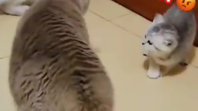 Funny cat videos