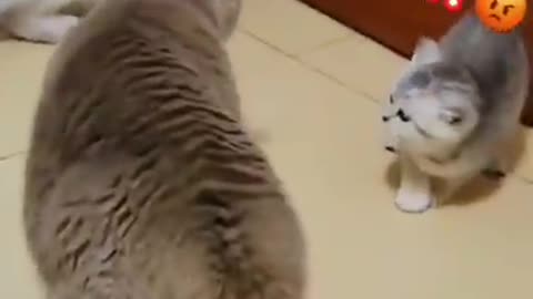 Funny cat videos