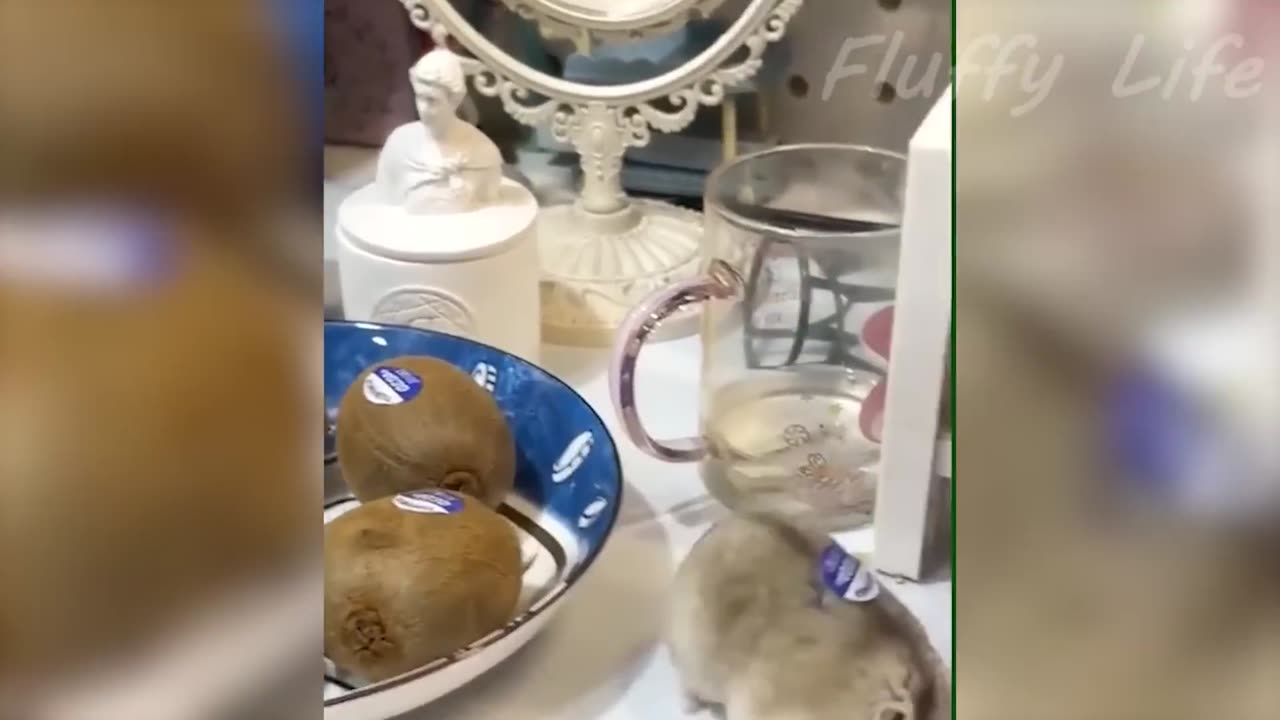 Funny-Animal-Videos-2023-Funniest-Dogs-a_24