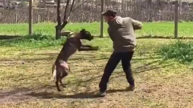 Malinois attack, protection