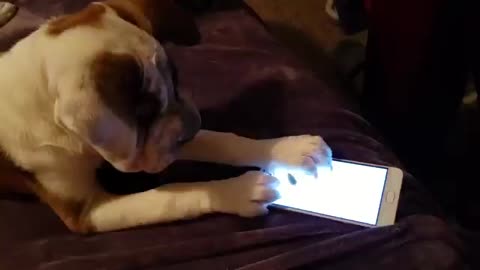 Dog plays cat game