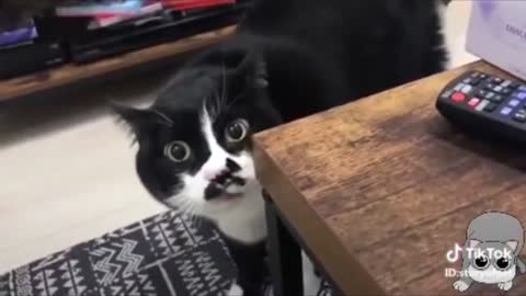 Cats talking !! Really these cats can speak? watch this video