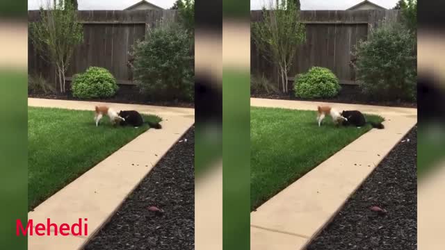 Rebellious Animals 😬😬 || Funny Dog and Cat Reaction Video #11