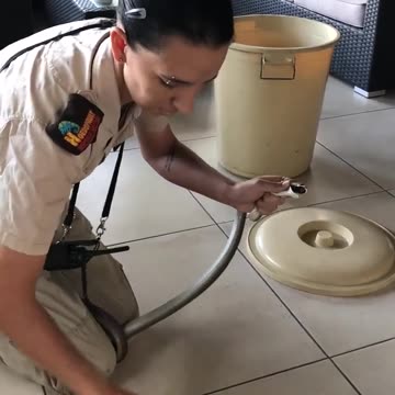 nsanely' brave moment snake catcher removes deadly black mamba from home 🐍