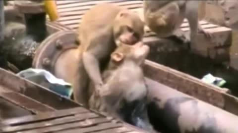 Thunderstruck Video: Monkey Revives Another Unconsciously Monkey After Being Electrocuted