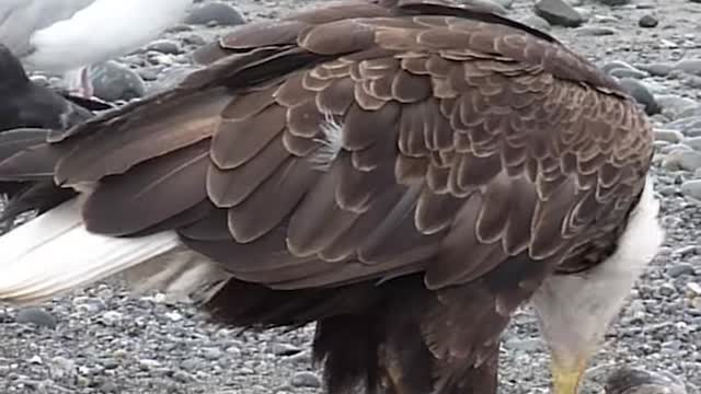 Huge Bald Eagle Casually Walking on the Beach Amid Flock of Seagulls