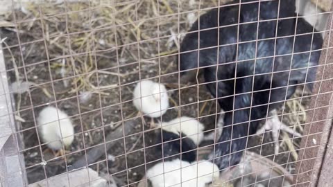 Sussex Chicken Growth: Two Days old Chicks
