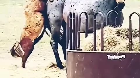 funny video animals