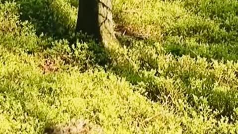 #funny #funnyvideos _normal_540_0