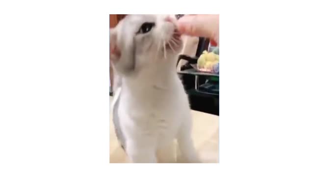 Feeding Funny and Cute Cat