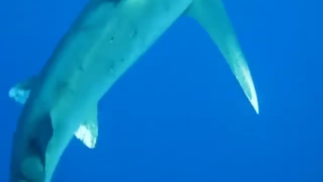 A Giant White Shark Footage From Divers Camera