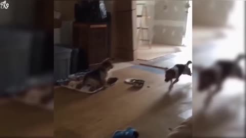 crazy dog fail