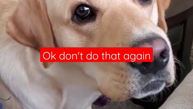 Dog Hates it When Disturbed During Sleeping #Shorts | Funny Dog Video