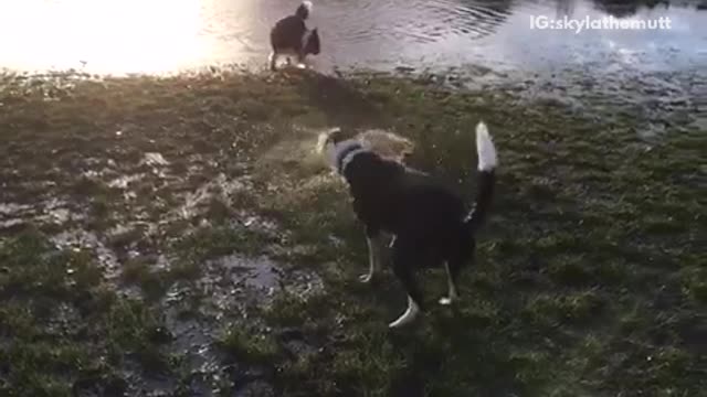 Black dog shaking off water in slow motion