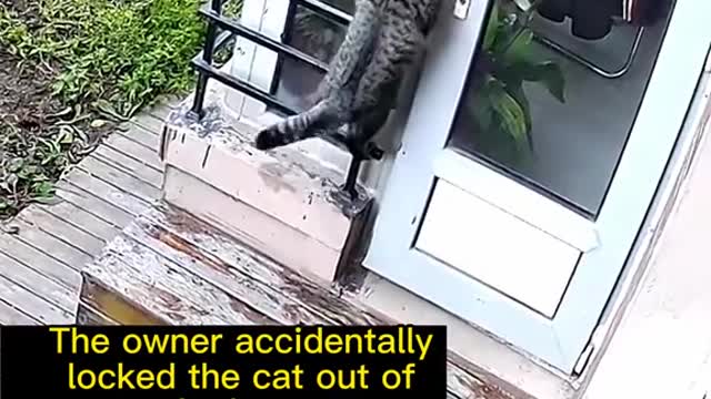 accidentally locked the cat out ofThe ownerthe house