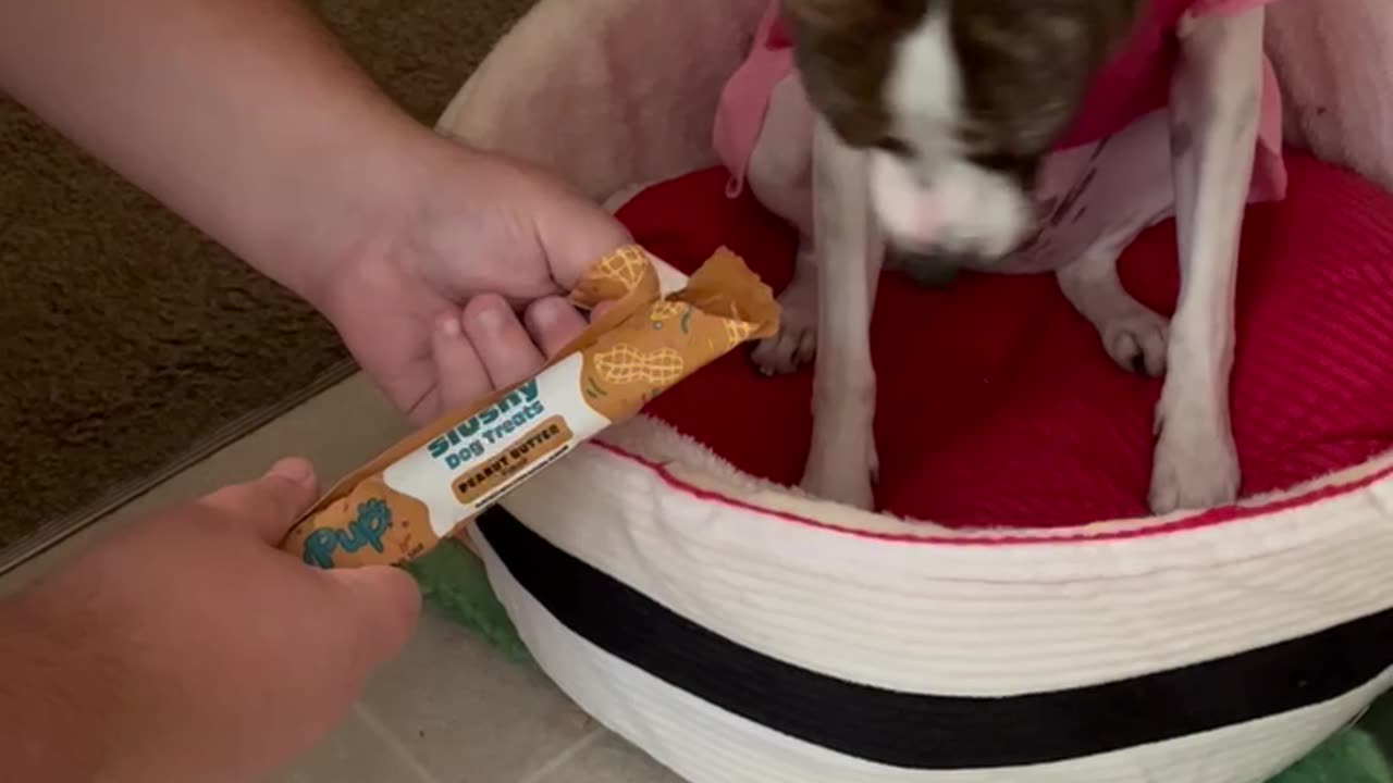 MyPup Slushy dog treat