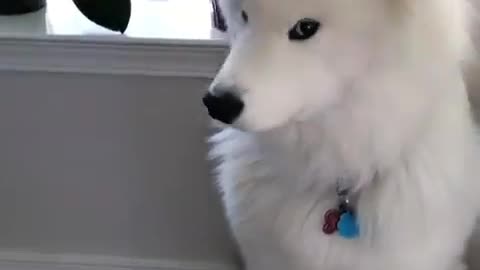 so beautiful dog