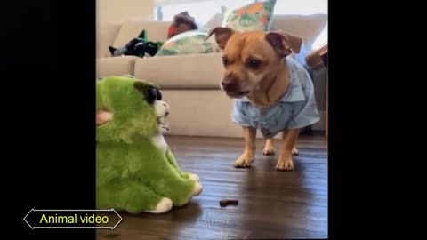 Funny Cats and Dogs Compilation video