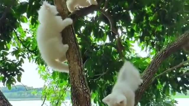 Funny cat tre