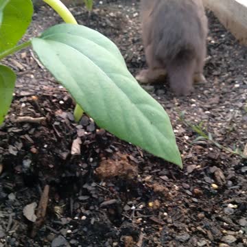 Chocolate my rabbit. He is soooooo cute.