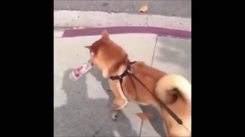 Funny Dancing Dogs